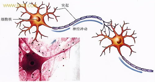 生物農藥與化學農藥 如何科學選擇，這里有深入分析